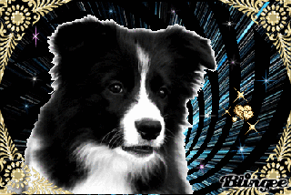 border collie picture 106693179 blingee com small