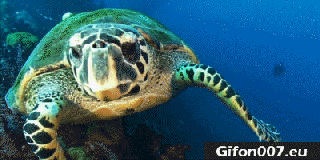 gif 339 water tortoise gif ocean gifon007 eu small