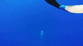 https://cdn.lowgif.com/small/934a825bcbdca7bf-whale-breaching-gif-find-share-on-giphy.gif