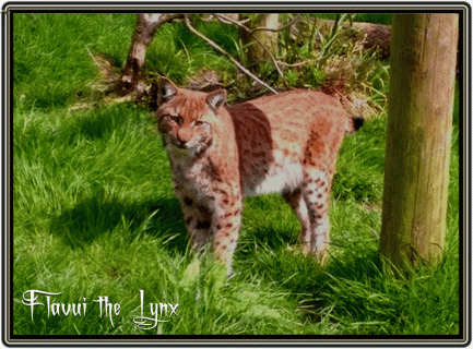 flaviu the lynx legendary dartmoor small