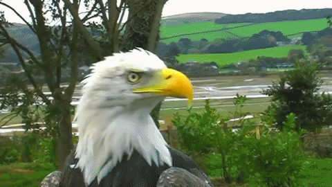 the baldeagle s sight is so good it can spot prey up to 1 5 miles small