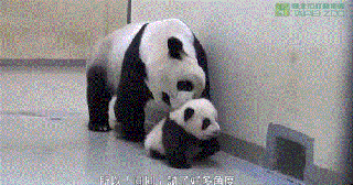 https://cdn.lowgif.com/small/96019ffa6bd75499-baby-panda-refuses-to-go-to-bed-cute-explosion-ensues-the-daily-edge.gif