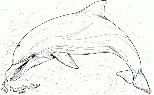 dolphin and several little fish coloring page free printable small
