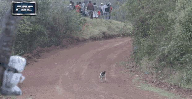 dog world gif find share on giphy small