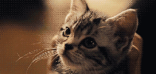meow meowing gif find share on giphy small