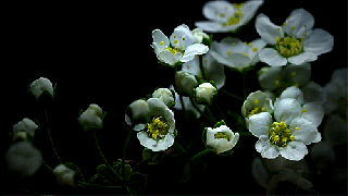 nature flower gif images small