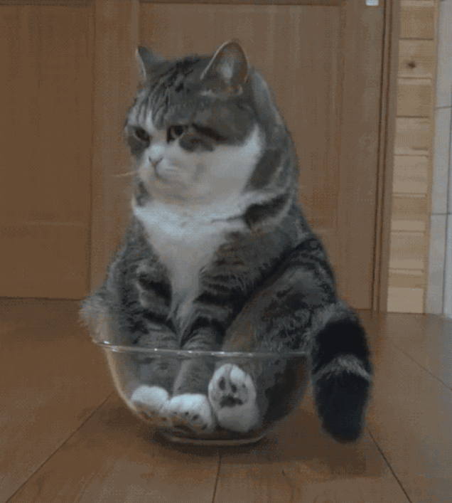 happy cat in a bowl catz pinterest small