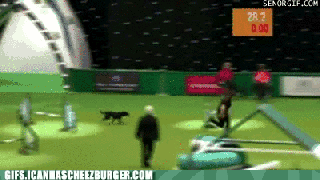 not now any time but now funny dog gif animal gifs small