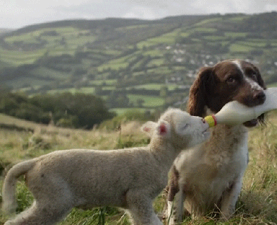 dog goat gif find share on giphy small