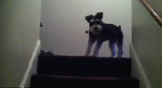 crazy dog dancing dog dancing gif wifflegif small