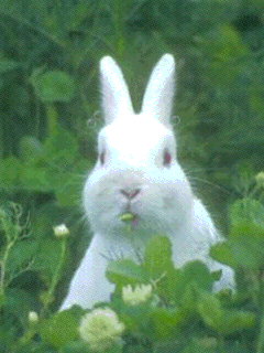 https://cdn.lowgif.com/small/9902c4dd02cfbb4d-funny-bunny-animals-pinterest-funny-bunnies-and-filing.gif
