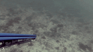 spearfishing gifs find share on giphy small