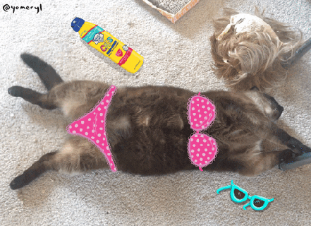sunbathing fat cat gif by yomeryl find share on giphy small