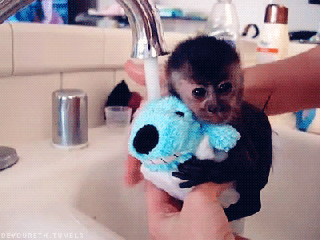 irti funny gif 7100 tags washing monkey holding teddy sink small