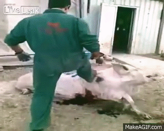 https://cdn.lowgif.com/small/9bafb5668647d770-shocking-footage-of-animal-cruelty-pig-baybes-ripped-out-of-mother.gif