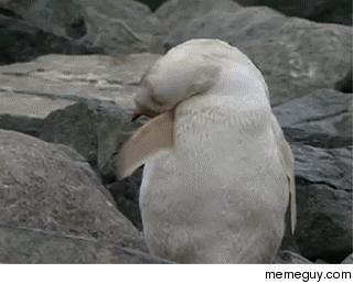 albino animals meme guy small