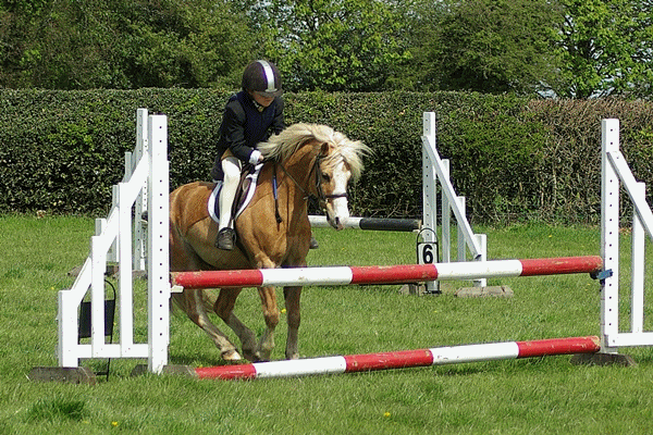 beds herts bucks horses obh rc open show jumping show small