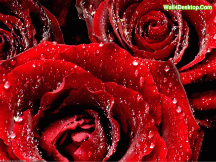 flower wallpapers red rose wallpaper cave small