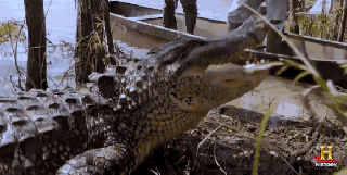 gatorday gifs find share on giphy small
