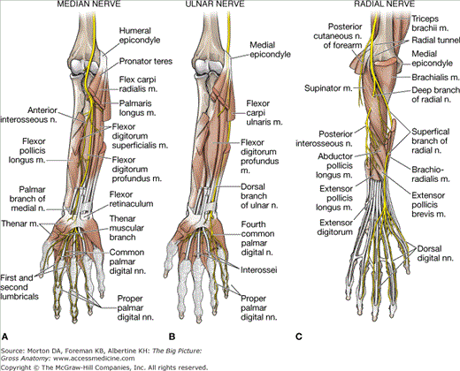 a median nerve b ulnar nerve c radial nerve anatomy small