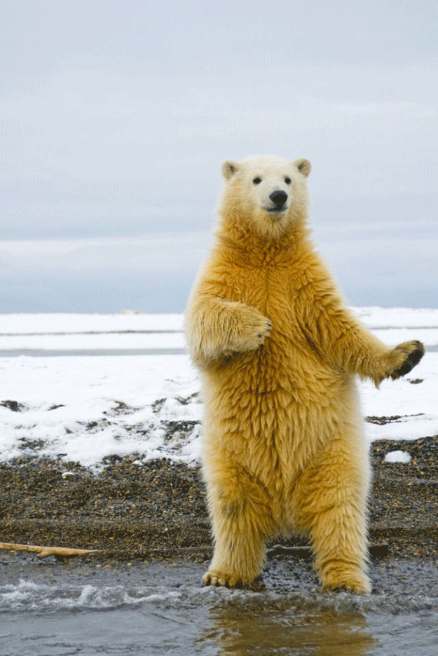 https://cdn.lowgif.com/small/a152ef5ff32a746f-now-let-s-put-it-all-together-polar-bear-bears-and-animal.gif
