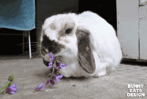 sayonara spring bunny eats design small