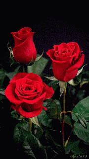 https://cdn.lowgif.com/small/a231f08c324250d7-time-lapse-rose-blooming-best-funny-gifs-updated-daily.gif