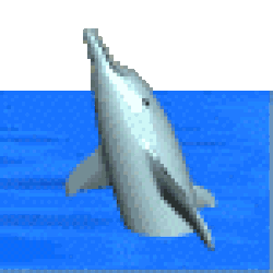 cat aw so cute dolphin dolphin gif cat and dolphin waiting for the small