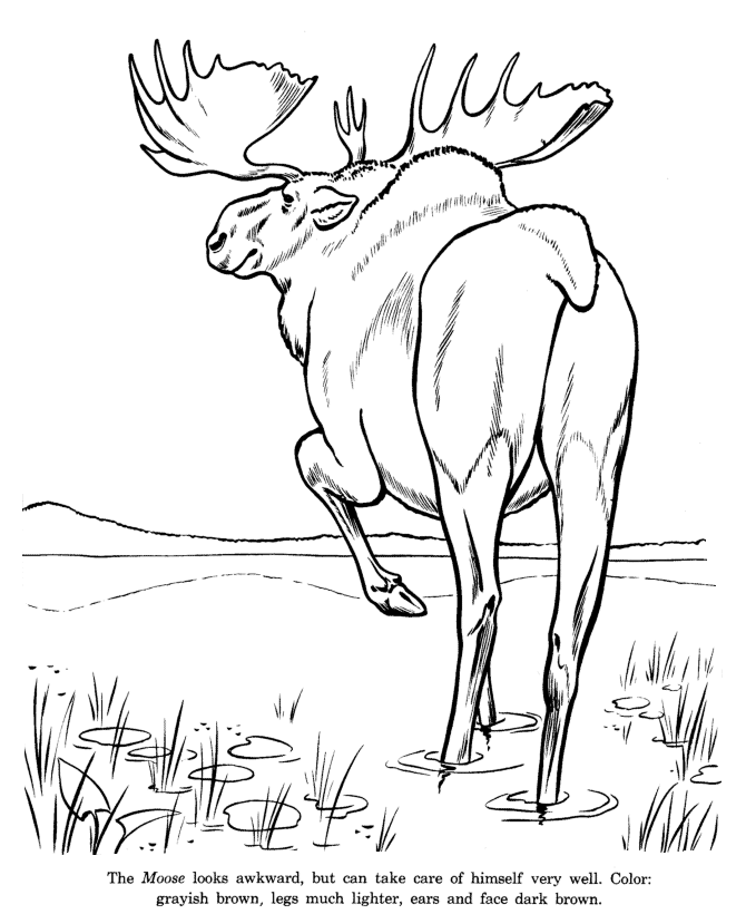 drawings of wild animals animal drawings coloring pages wild