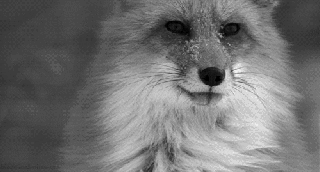 https://cdn.lowgif.com/small/a40ffa72ccb8115a-black-and-white-fox-gif-find-share-on-giphy.gif