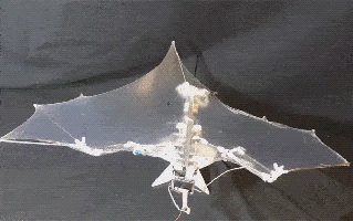 https://cdn.lowgif.com/small/a62260962b187b93-bat-robot-offers-safety-and-maneuverability-in-bioinspired-design.gif