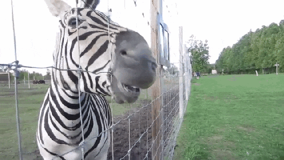 https://cdn.lowgif.com/small/a67c30e6590208ac-why-i-stopped-going-to-the-zoo.gif