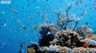 school of fish coral ocean gif on gifer by mordana small