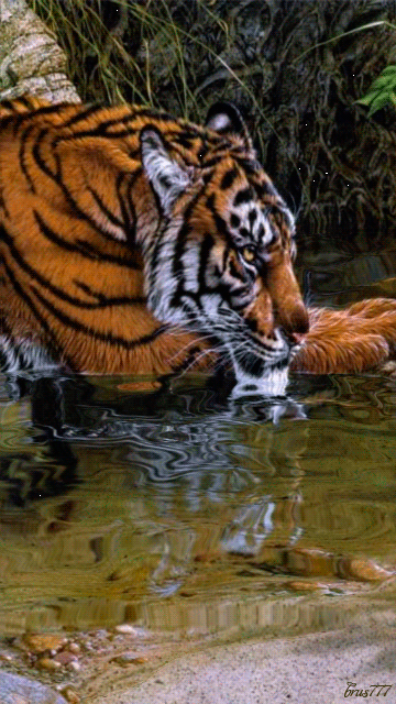 decent image scraps tiger animation small