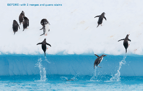 flying penguin circus arthur morris birds as art small