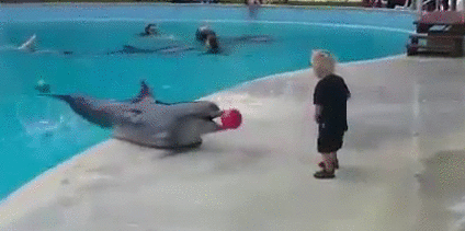 just a dolphin and a kid playing ball pinterest animal gifs and small