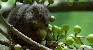 african tree squirrel gifs find share on giphy small