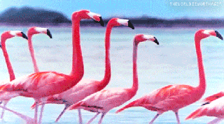 flamingo gif tumblr small