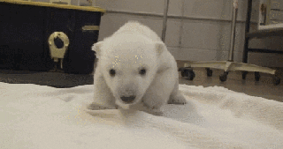 bear toronto gif find share on giphy small