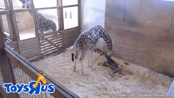 april the giraffe finally gives birth to baby boy as 1 2 million small
