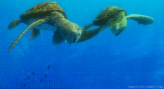 https://cdn.lowgif.com/small/aac10ba881da73da-when-the-sea-turtles-have-a-sea-turtle-baby-finding-nemo-gifs.gif