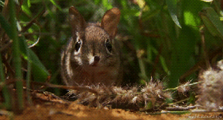 rufous elephant shrew gifs find share on giphy small