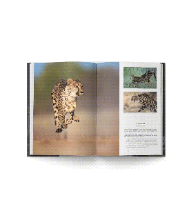 african wildlife exposed hph publishing south africa small