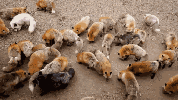 fox japan gif find share on giphy small