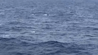 https://cdn.lowgif.com/small/ac804b3fa5743d79-water-jumping-dolphins-gif-on-gifer-by-coimand.gif