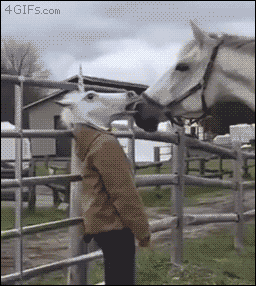 horses adorable pinterest gifs horse and animal small