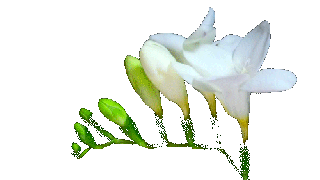 my edits mine white flower flowers transparent transparent gifs small
