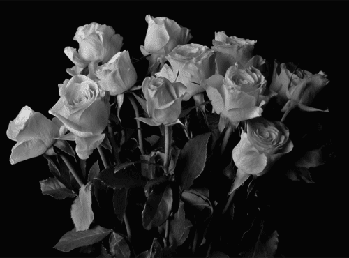 tumblr black and white flowers floral black and white wallpaper small