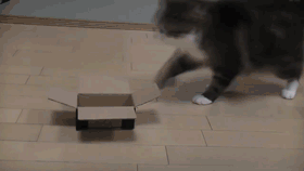 cats and boxes small