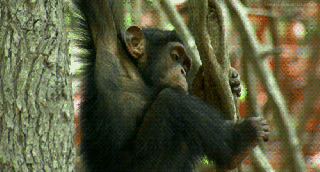 skypedancing monkey gifs get the best gif on giphy small